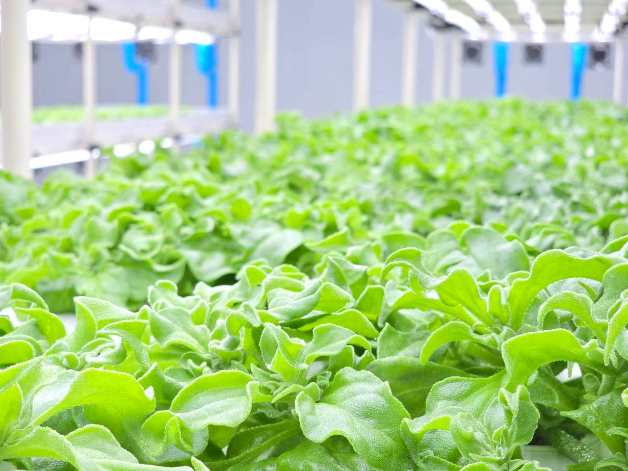 ผักเกล็ดหิมะ Crystal Ice Plant ภายในฟาร์มระบบควบคุมของ GREEN4
