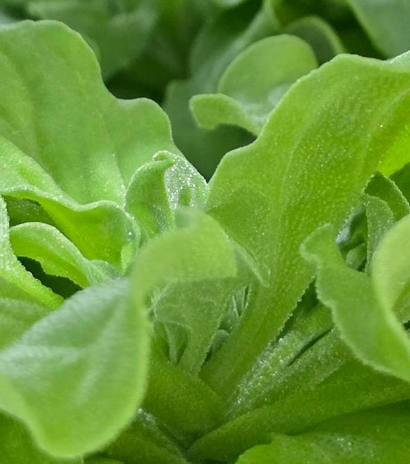 ผักเกล็ดหิมะ Crystal Ice Plant ของ GREEN4