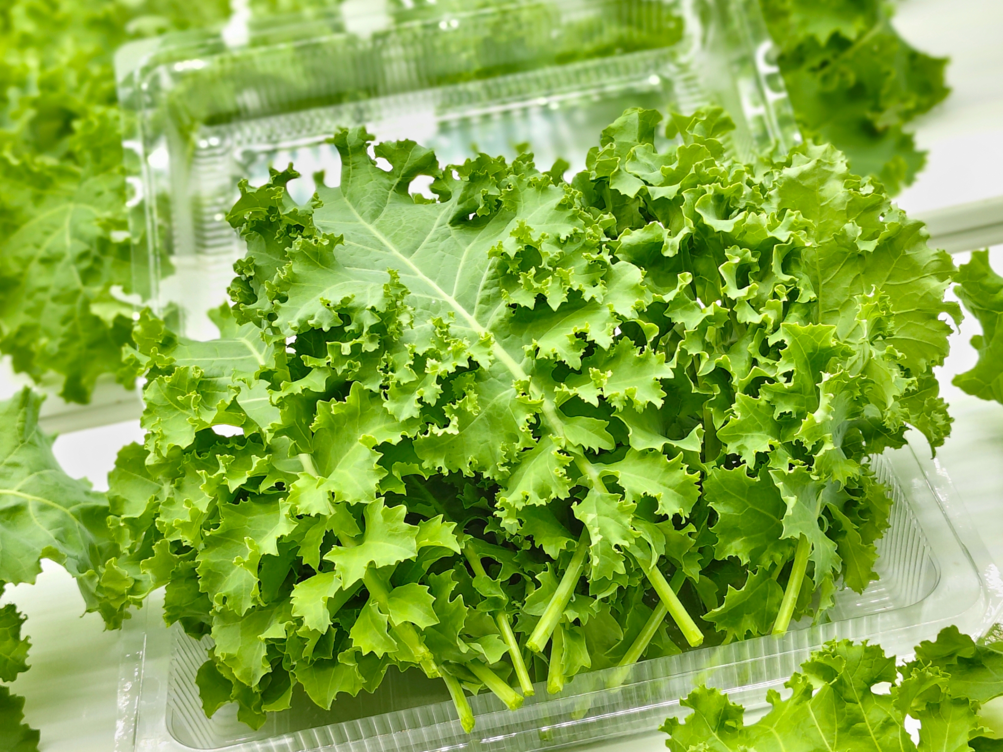 ผักเคลสดของ GREEN4