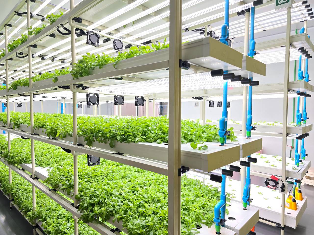ทีม GREEN4 ดูแลผักสดภายใน Plant Factory ระบบควบคุม