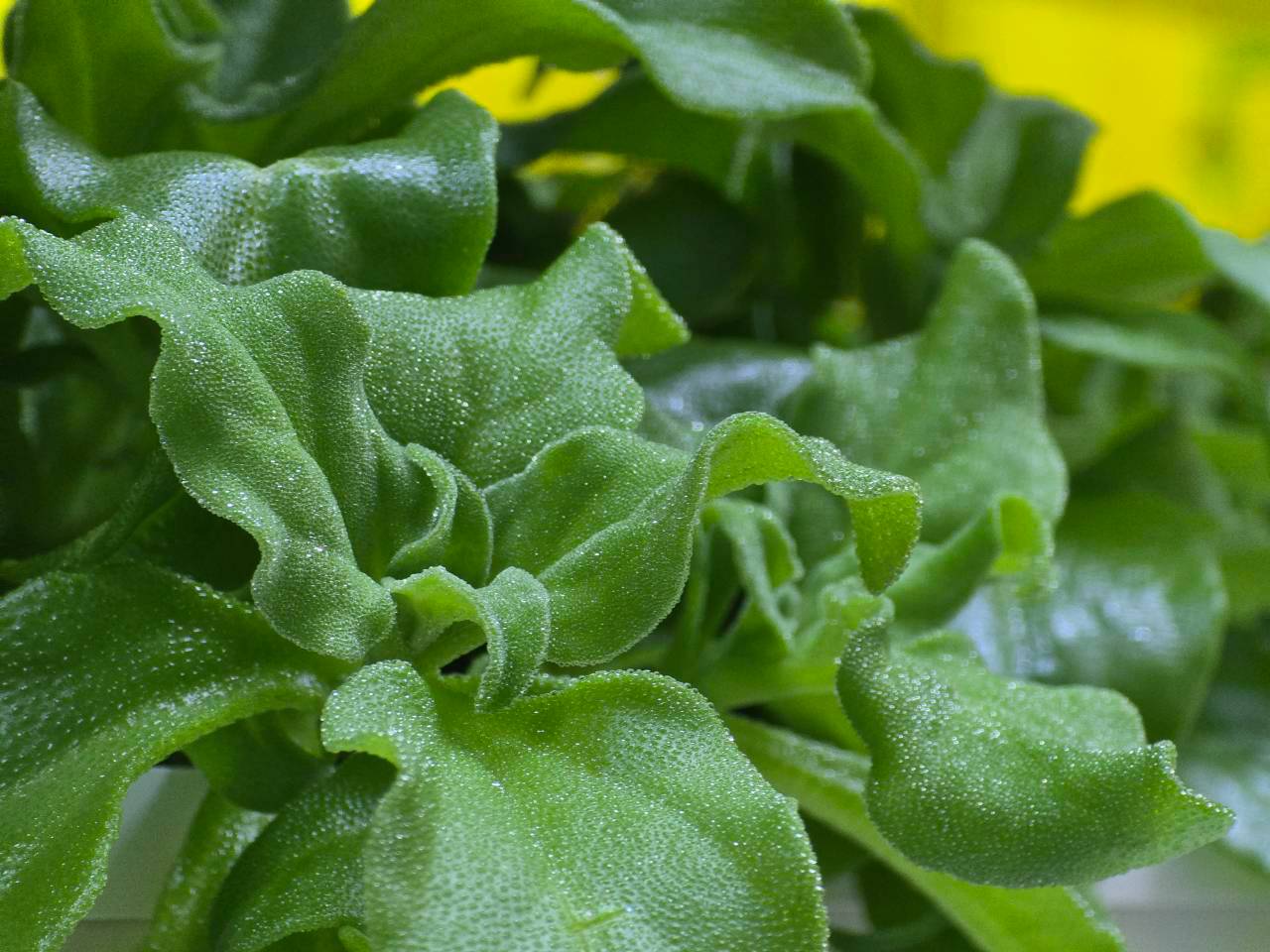 ใบ Crystal Ice Plant สีเขียวสด