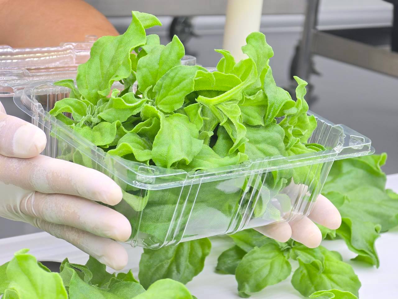 Crystal Ice Plant บรรจุในกล่องพร้อมส่งมอบ