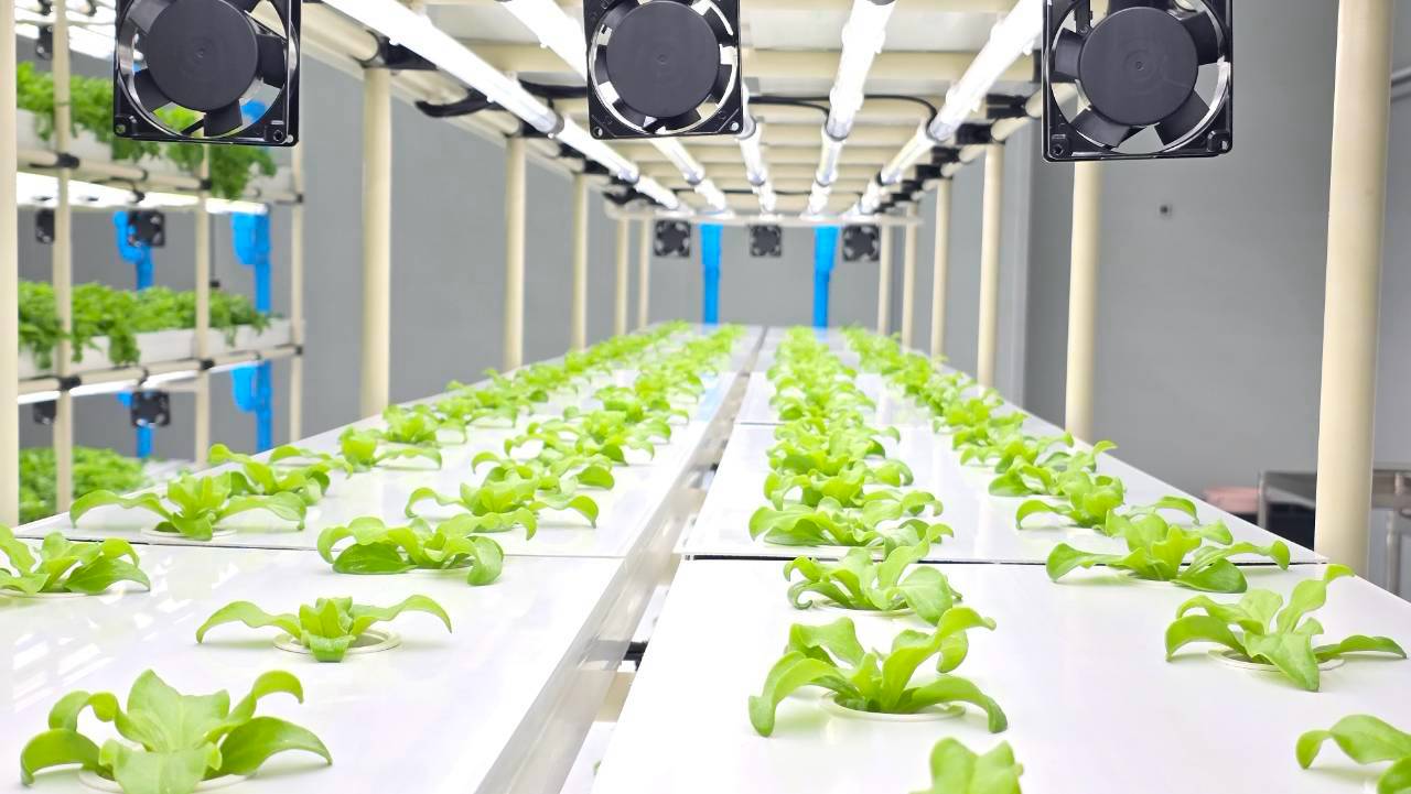 แถวปลูกผักภายใน GREEN4 Smart Farm