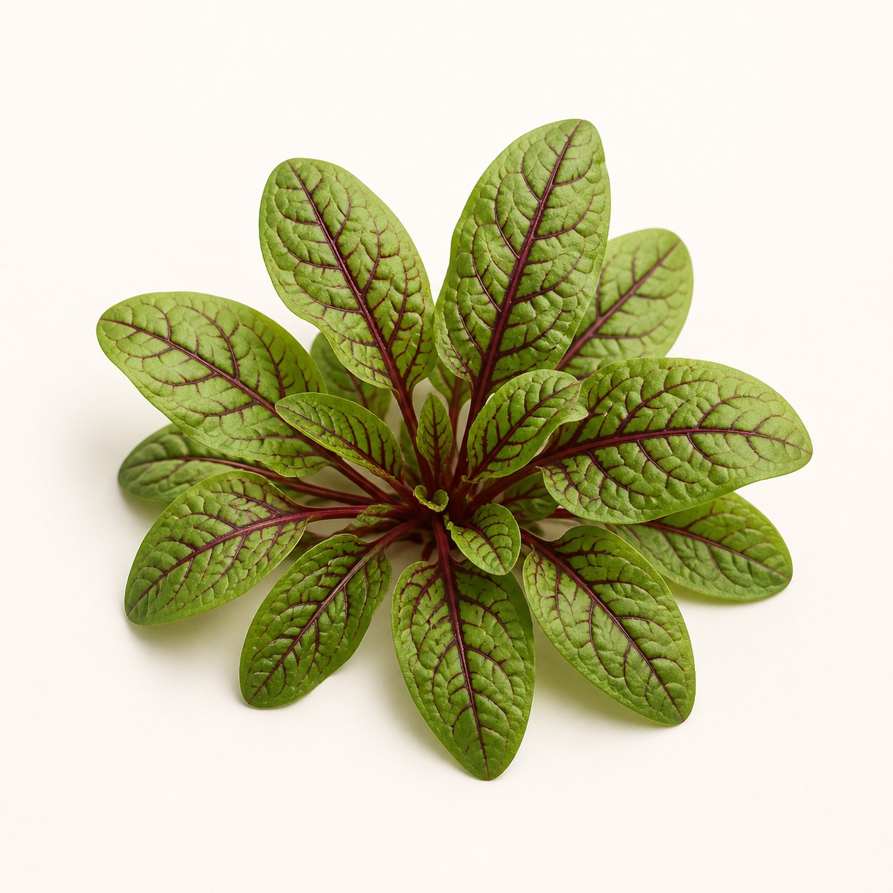 Red Sorrel ใบสีเขียวและเส้นใบสีแดง