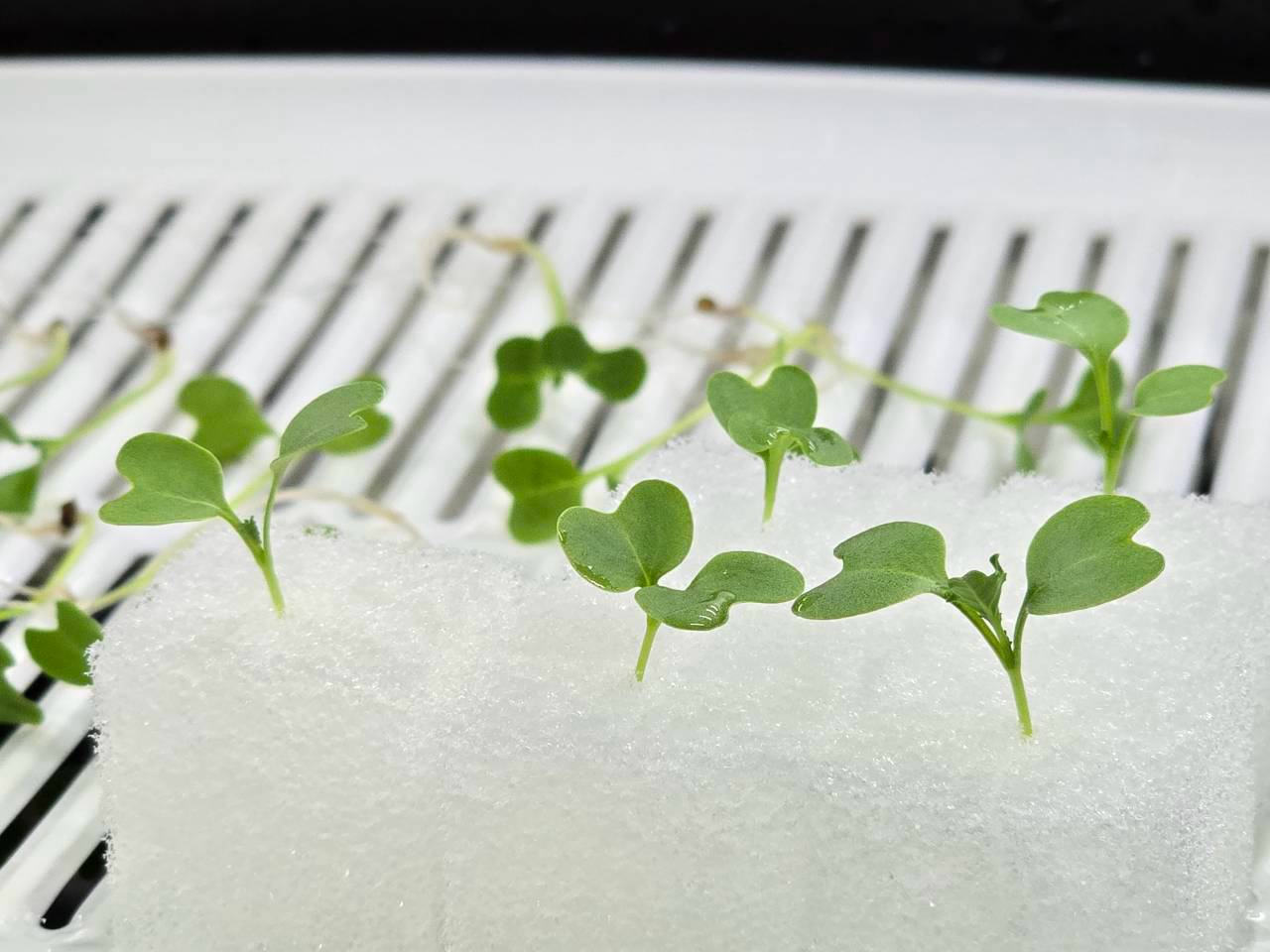 GREEN4 seedlings