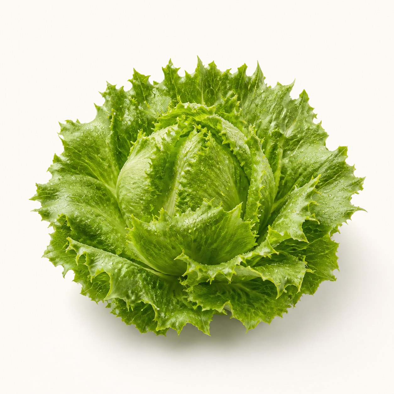 Crystal Ice Plant